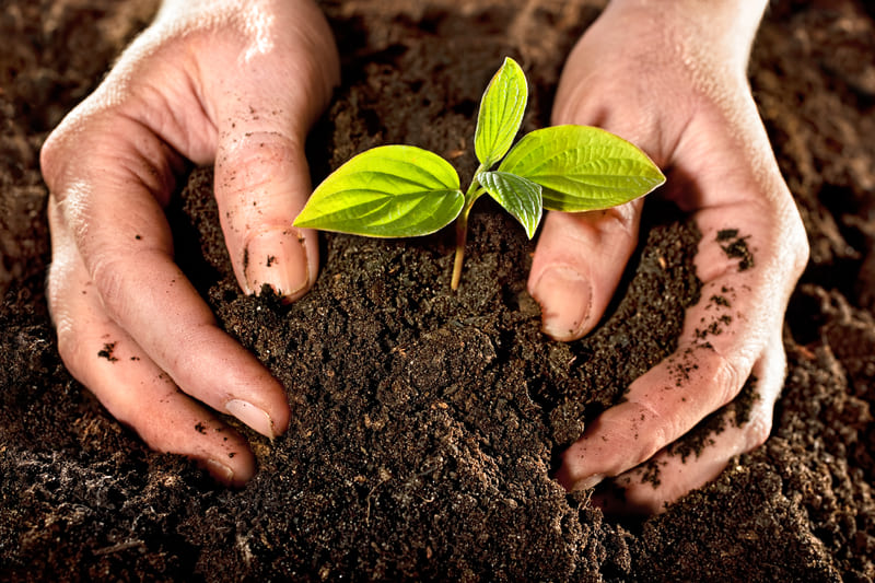 ciclo sustentável remisolo e agricultura renegerativa